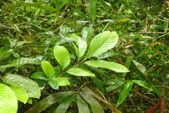Aglaia rimosa