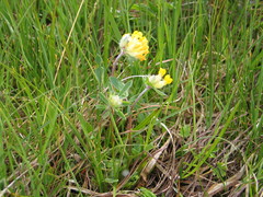 Anthyllis vulneraria alpestris