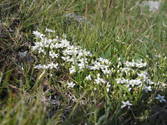 Arenaria biflora