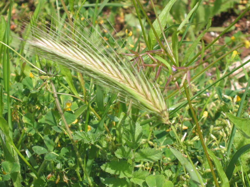 Hordeum murinum; photograph (c) zebedeugalinha, some rights reserved (CC BY)