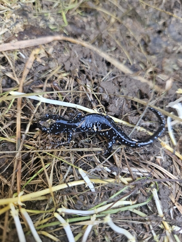 Blue-spotted Salamander