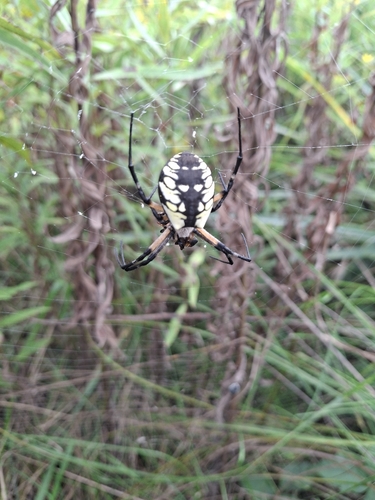Yellow Garden Spider