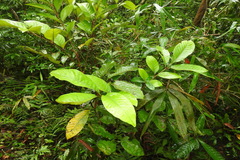 Aglaia rimosa