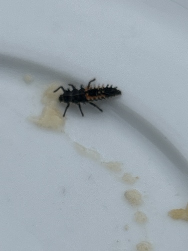 Asian Lady Beetle