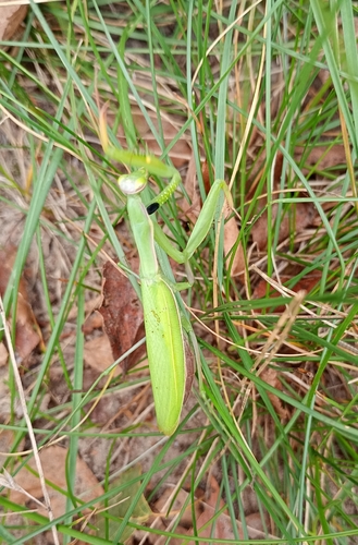 European Mantis
