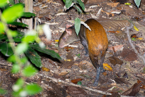 Black-rumped Agouti