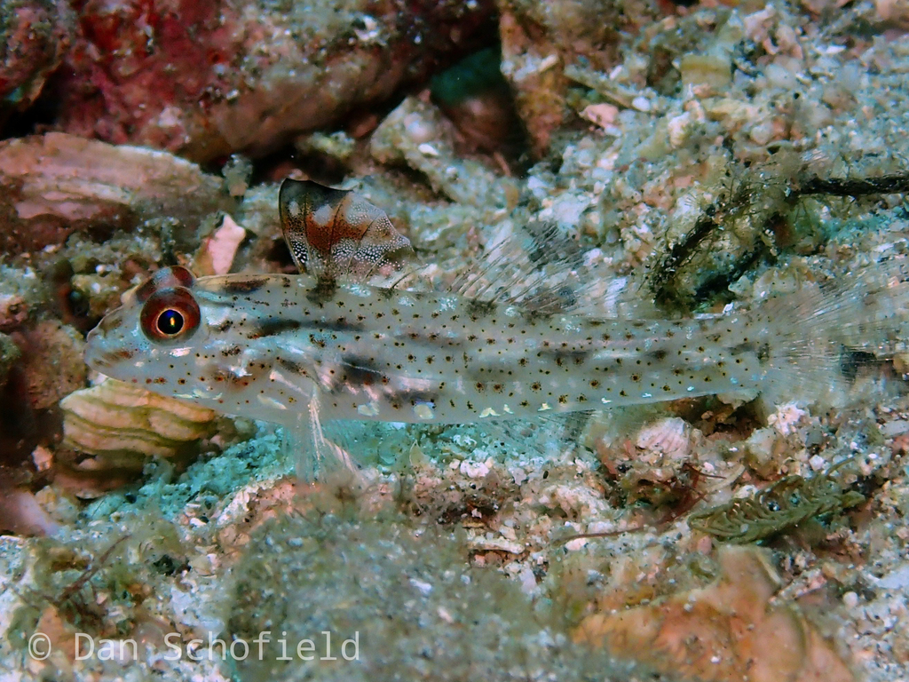 Fine-spotted Sand-goby