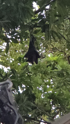 Indian Flying Fox