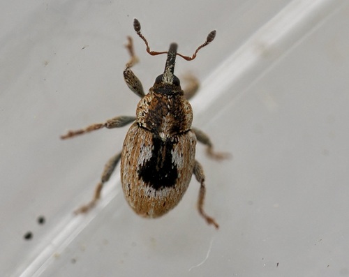 Sibinia phalerata