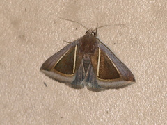 Chalciope alcyona