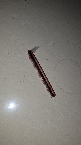 Red Spined Millipede