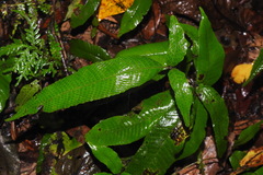 Grypothrix triphylla