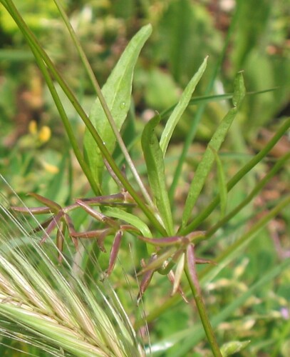 Rhagadiolus edulis