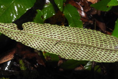 Grypothrix triphylla