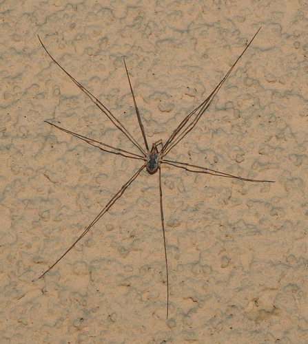European Harvestman