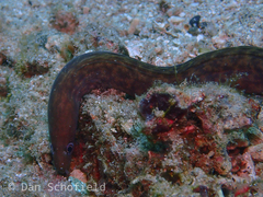 Gymnothorax albimarginatus