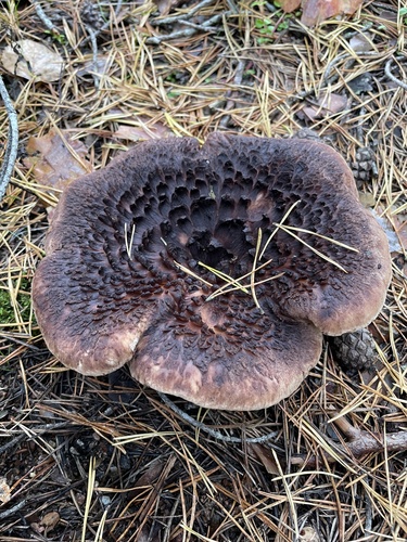 Scaly Tooth