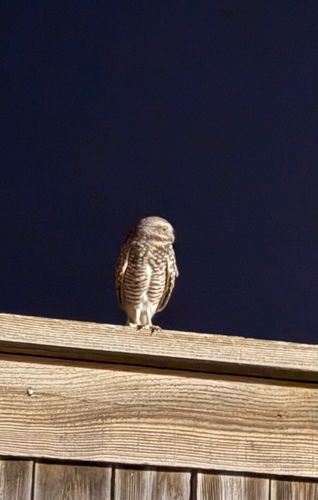 Burrowing Owl