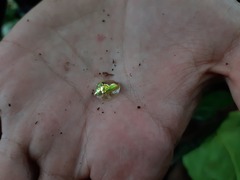 Coptocycla dorsoplagiata