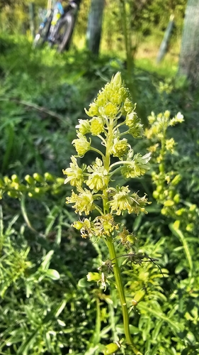 Wild Mignonette