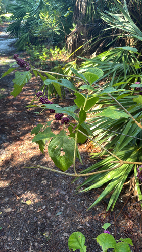 American beautyberry