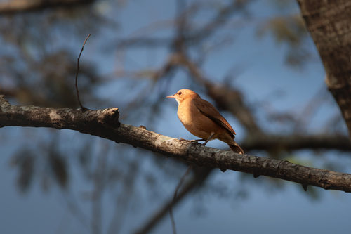 Rufous Hornero