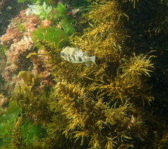 Contusus brevicaudus