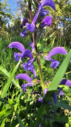 Meadow Sage