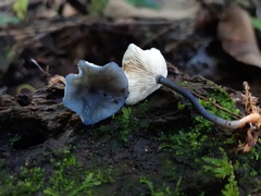 Calocybe cyanella