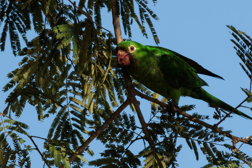 White-eyed Parakeet