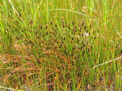 Schoenus ferrugineus