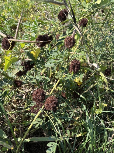 Glycyrrhiza echinata