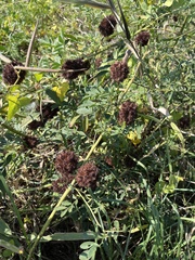 Glycyrrhiza echinata