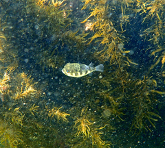 Contusus brevicaudus