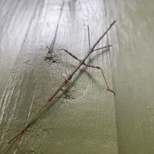 Northern Walkingstick