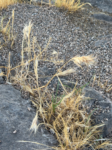 Bromus rubens, photograph 5