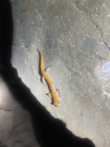 Cave Salamander