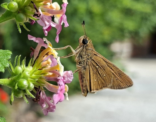 Pale Small-branded Swift