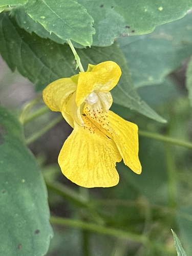 pale jewelweed