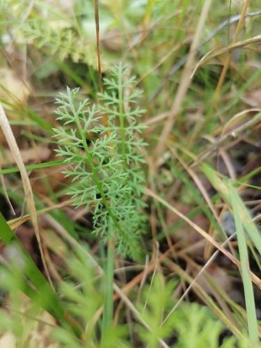 common yarrow