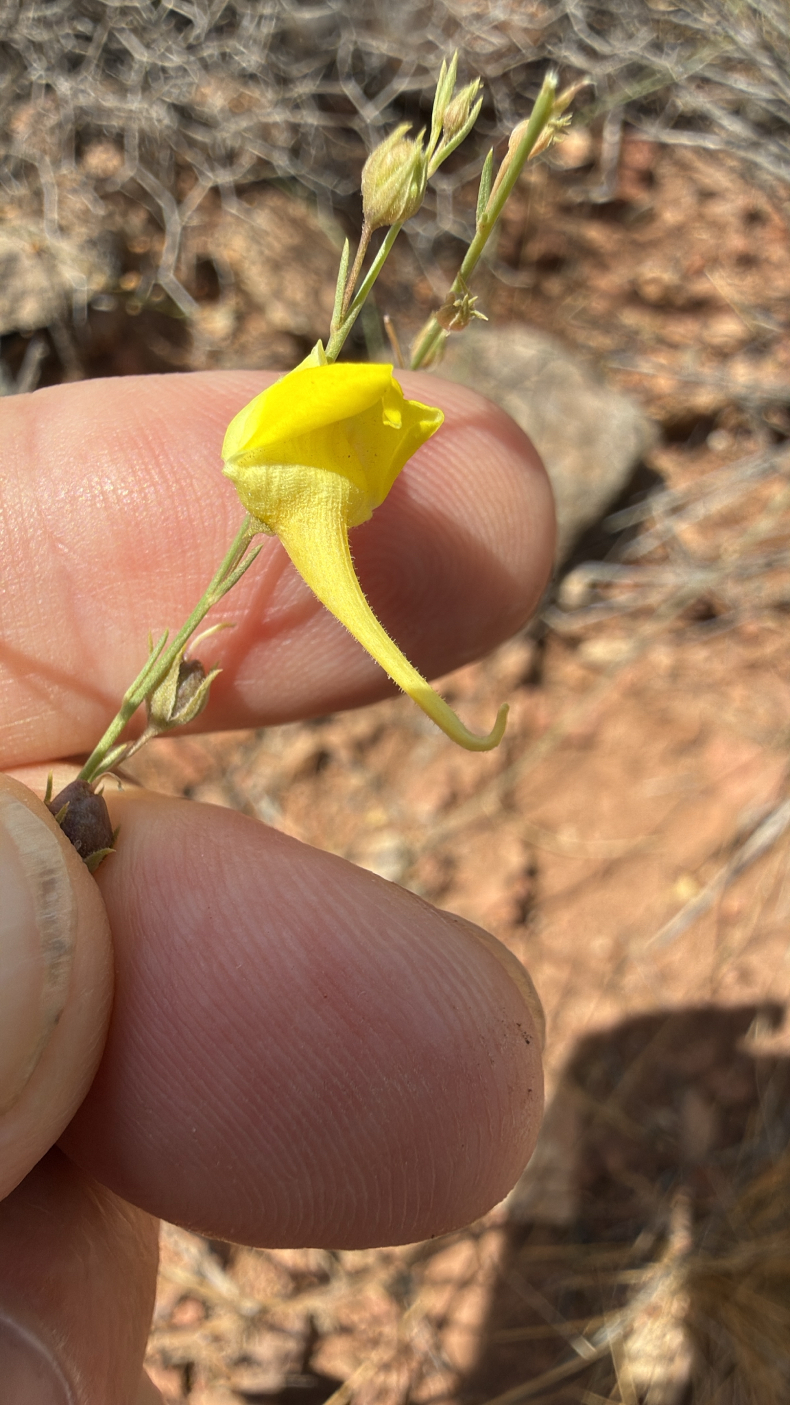 Nanorrhinum scoparium