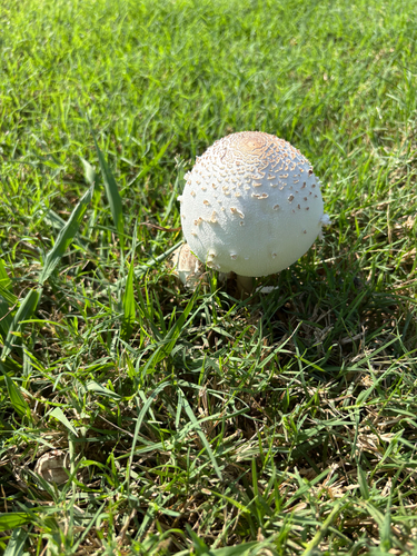 Green-spored Parasol