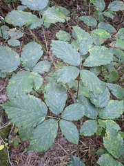 Rubus bifrons