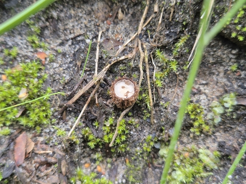 fluted bird's nest fungus
