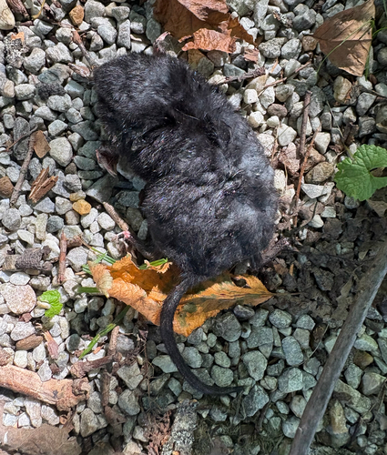 Star-nosed Mole
