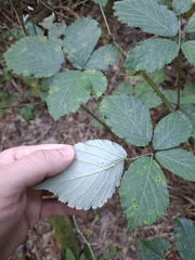 Rubus bifrons, photograph author not stated, no rights reserved