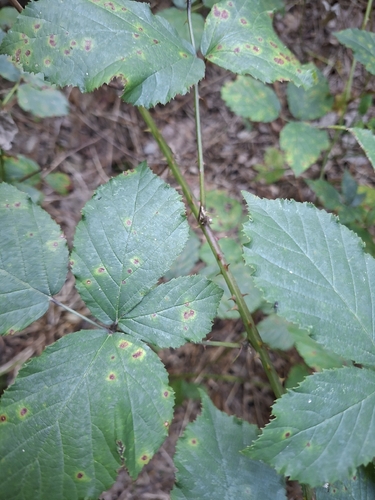 Rubus bifrons, photograph 3