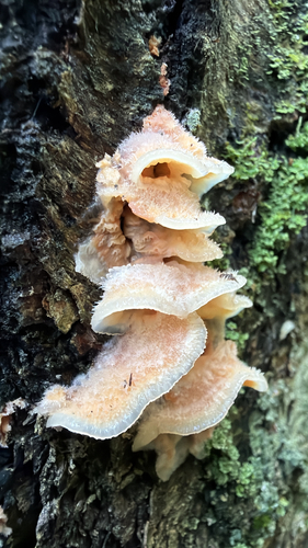 Trembling Crust