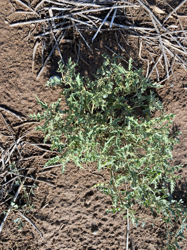 Cutleaf Nightshade