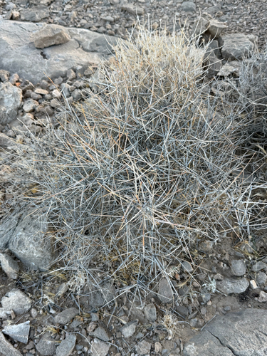 Ephedra nevadensis